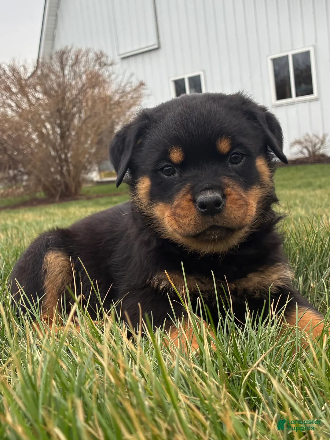 Rottweiler dogs for sale: Boomer - Ad 1