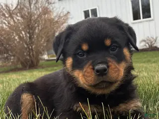 Rottweiler dogs for sale: Boomer - Ad 2