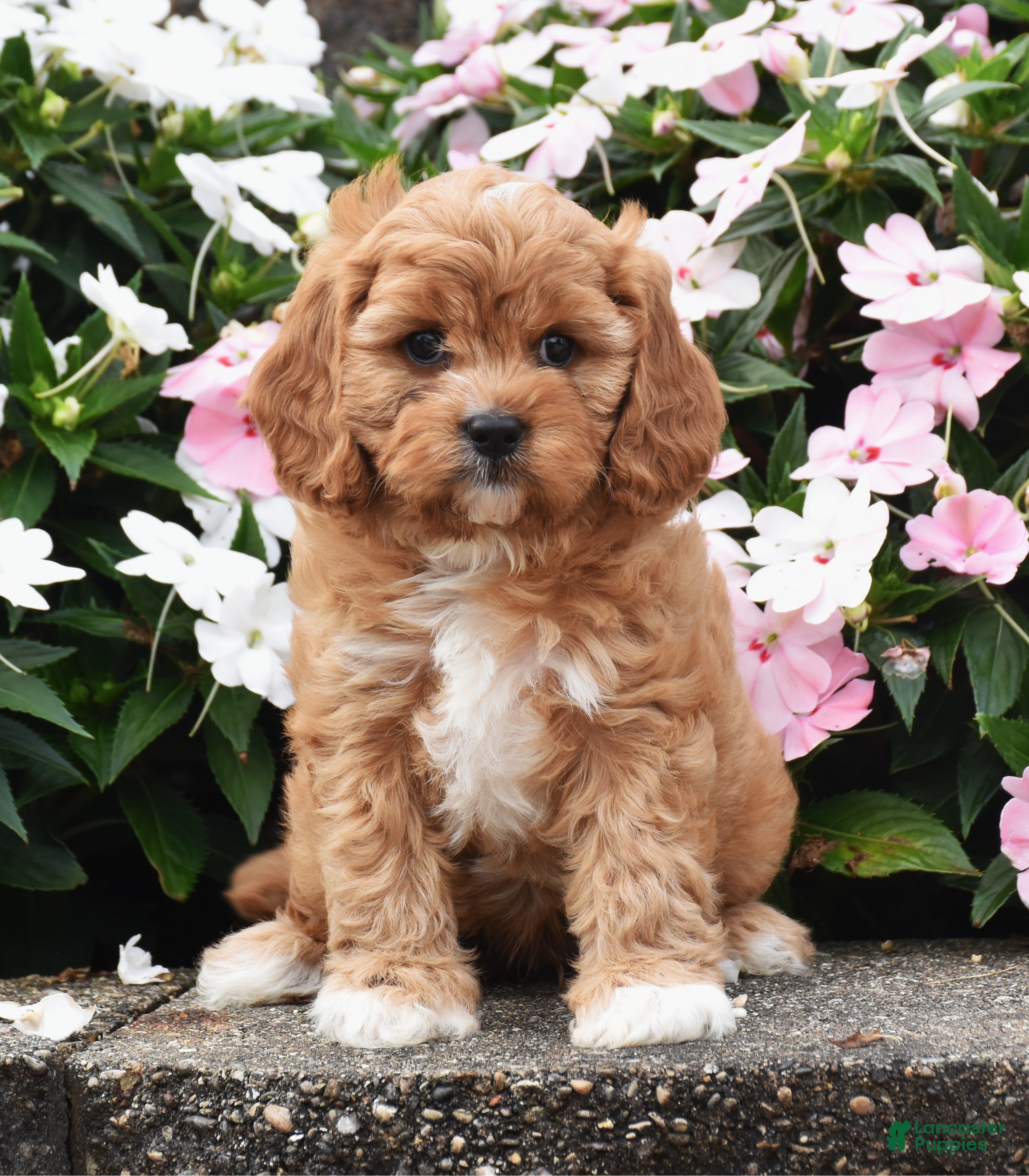Cavapoo dogs for sale: Otis - Ad 2