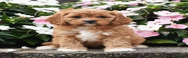 Otis