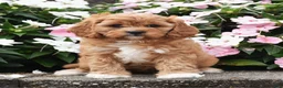 Cavapoo dogs for sale: Otis - Ad 1