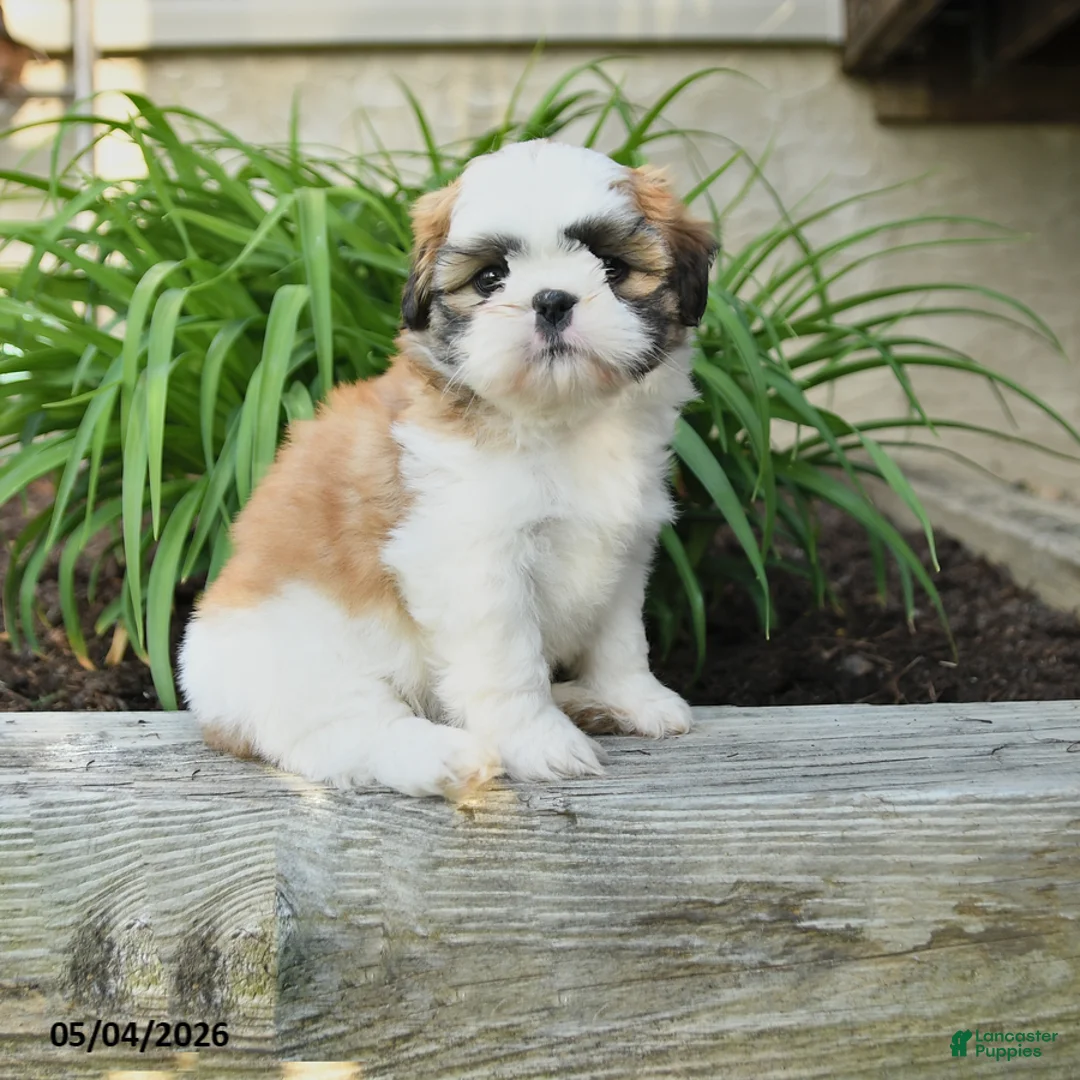 Shih Tzu dogs for sale: Hope - Ad 1
