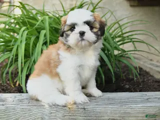 Shih Tzu dogs for sale: Hope - Ad 2