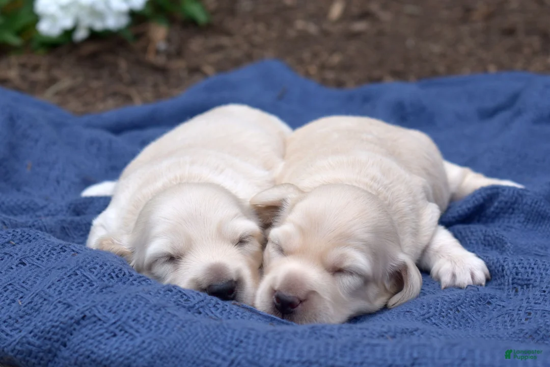 Miniature Dachshund dogs for sale: Timber - Ad 7