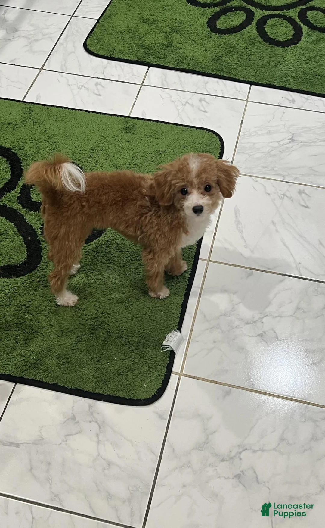 Miniature Poodle dogs for sale: Diamond: 5lb Miniature Poodle  - Ad 1