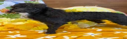 Toy Poodle dogs for sale: Lady - Ad 5
