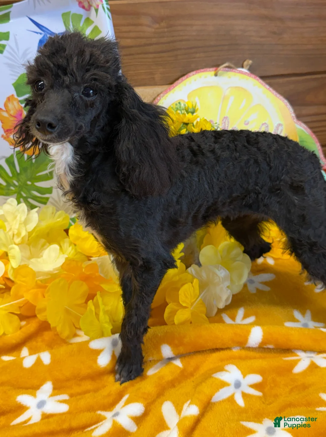 Toy Poodle dogs for sale: Lady - Ad 5