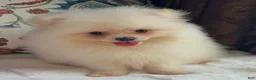 Pomeranian dogs for sale: Pomeranian Puppy Fluffy - Ad 6