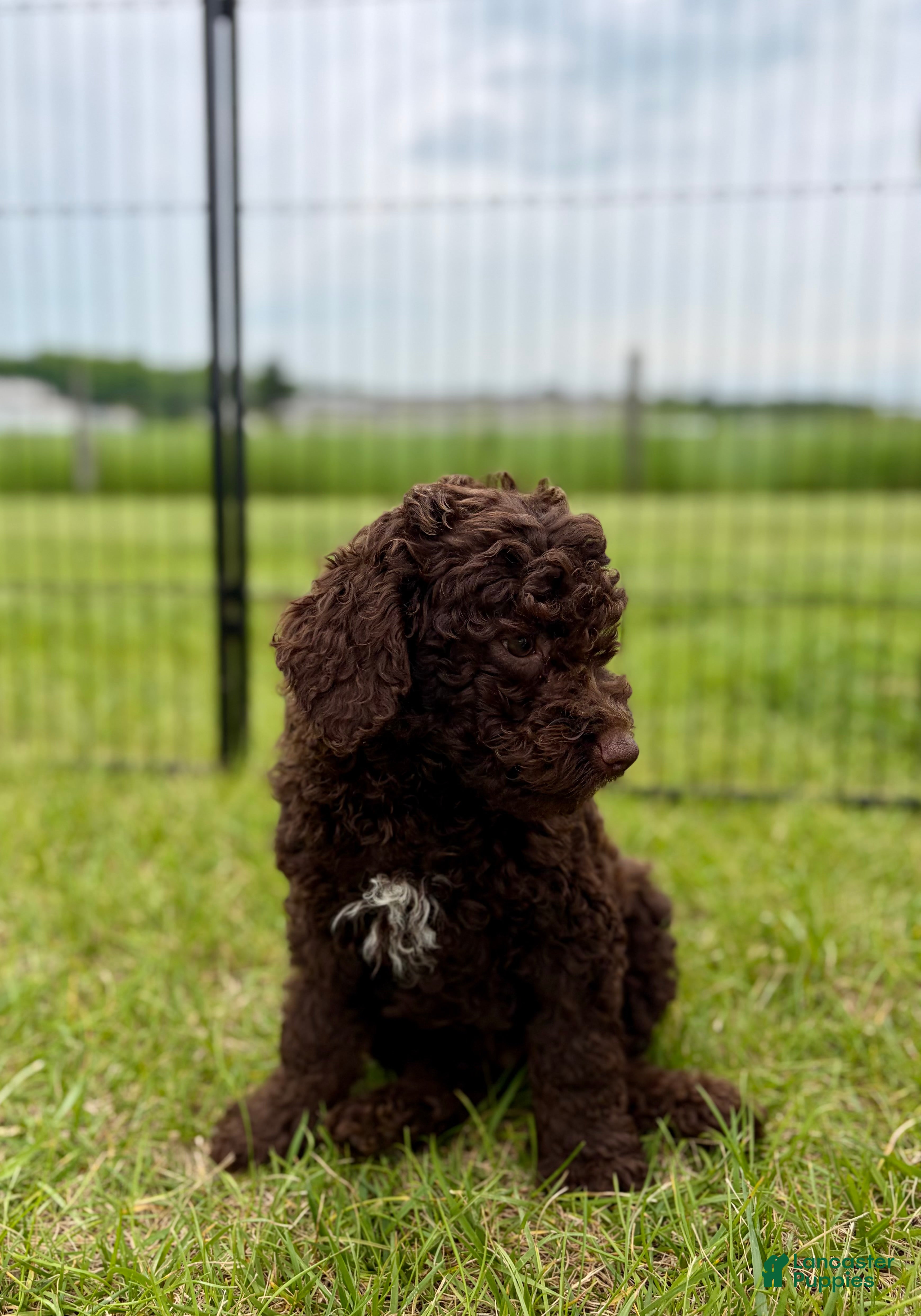 Mini Goldendoodle dogs Hershey - Ad 2