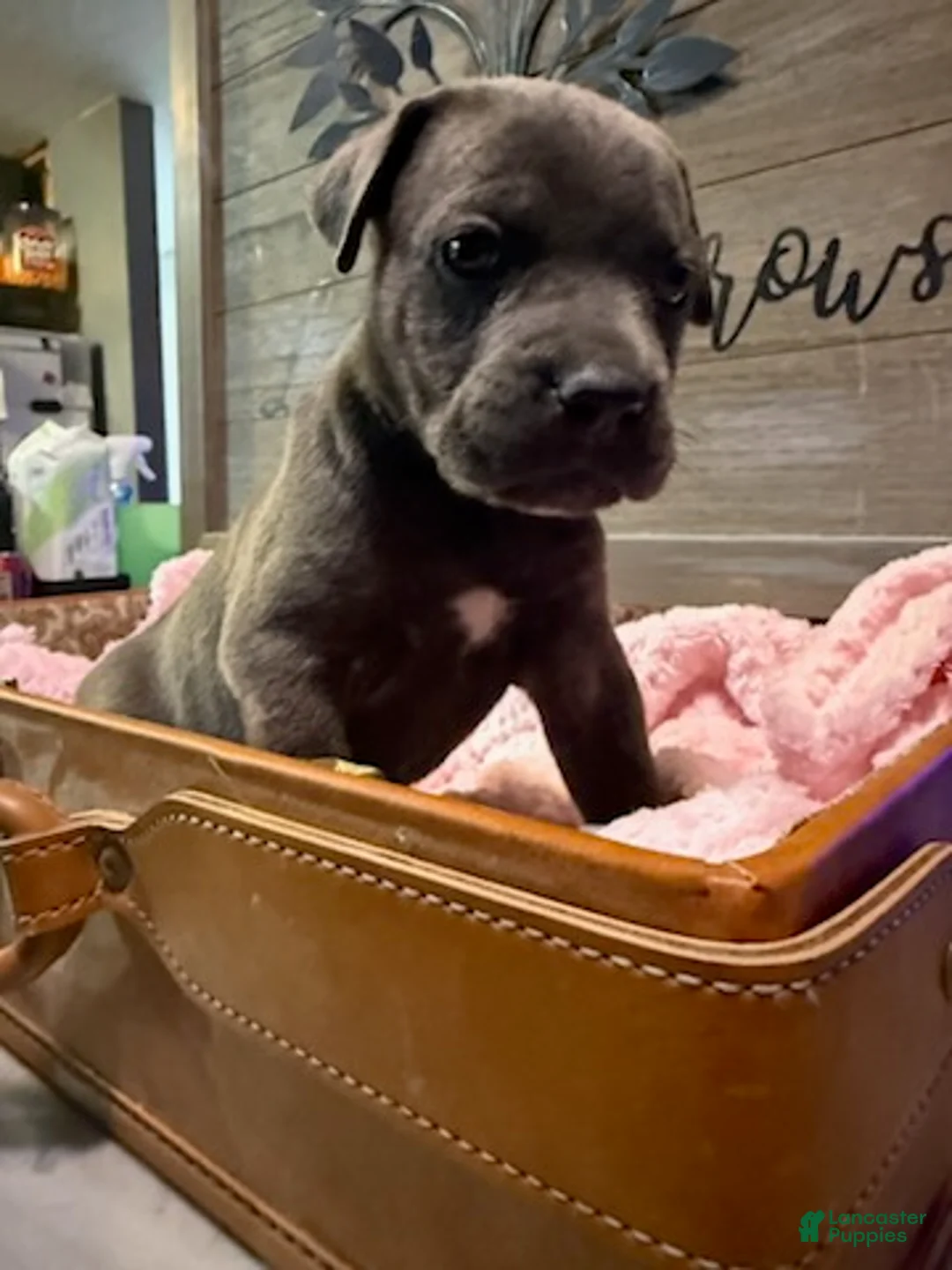Cane Corso dogs for sale: Girl 2 - Ad 2