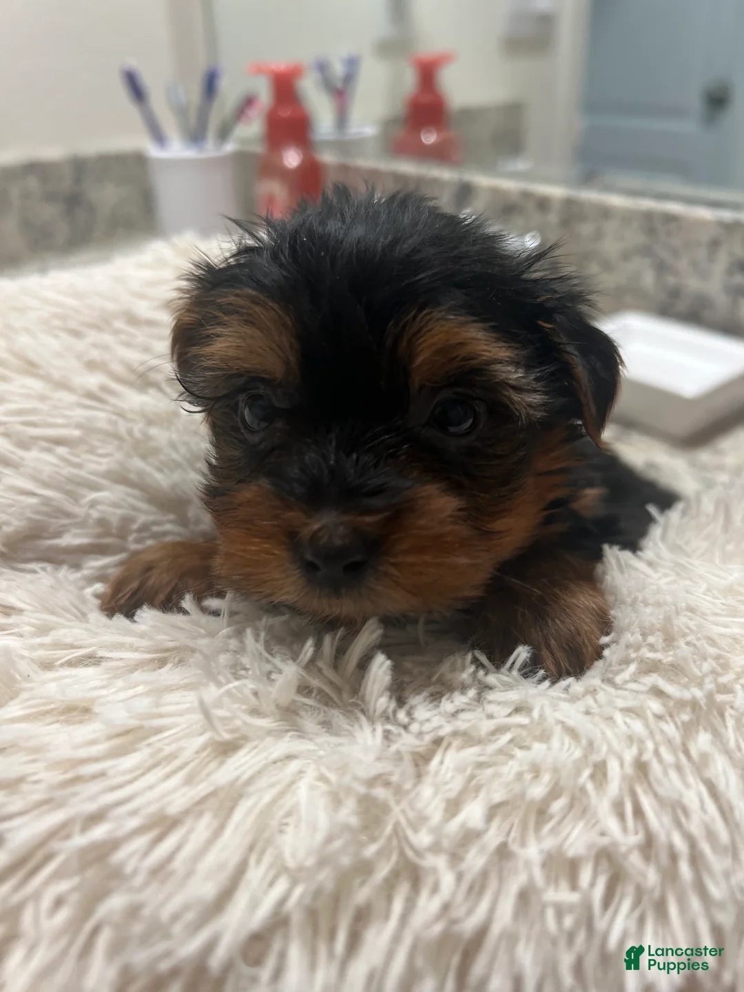 Yorkshire Terrier dogs for sale: Yorkshire Terrier Puppy 3 - Ad 2