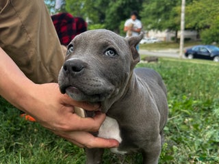 American Bully dogs - Ad 25