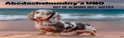 Miniature Dachshund dogs for sale: AKC Russian choc dapple super Bright - Ad 5