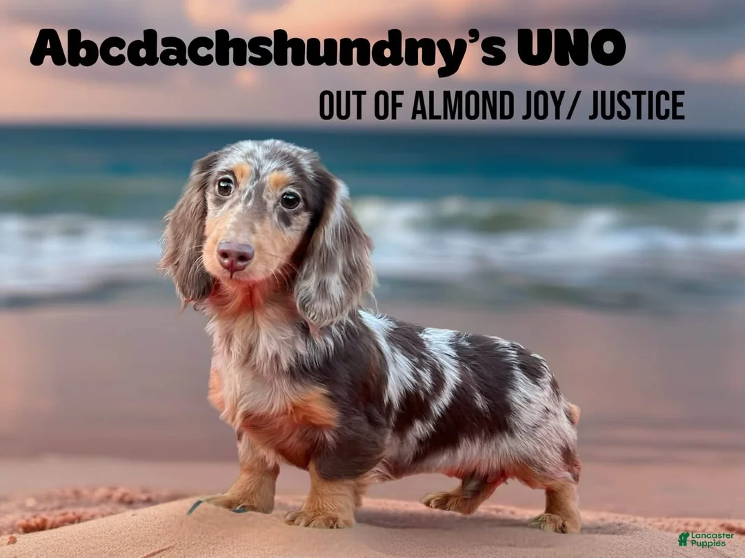 Miniature Dachshund dogs for sale: AKC Russian choc dapple super Bright - Ad 5
