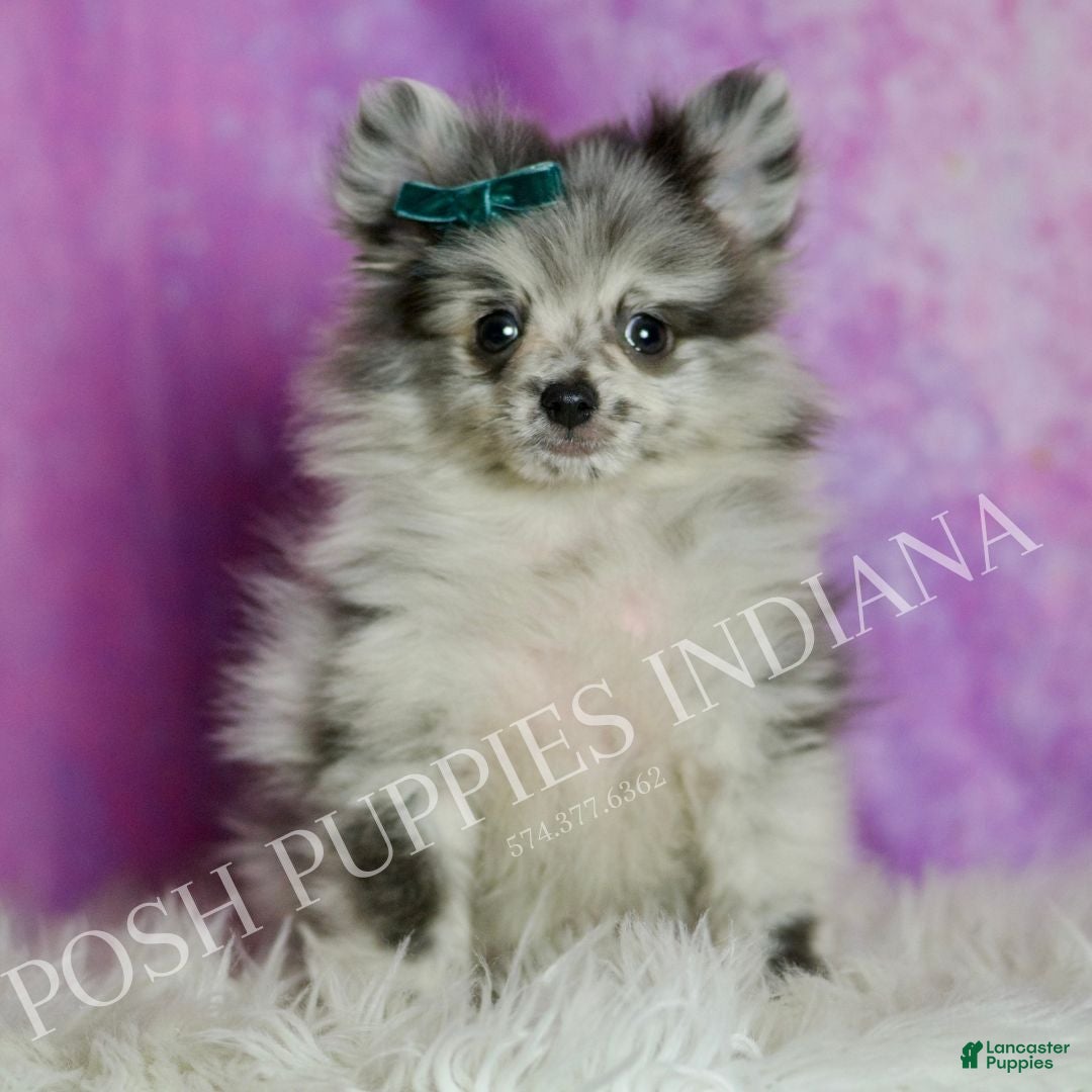 Pomeranian dogs Skyler  - Ad 1