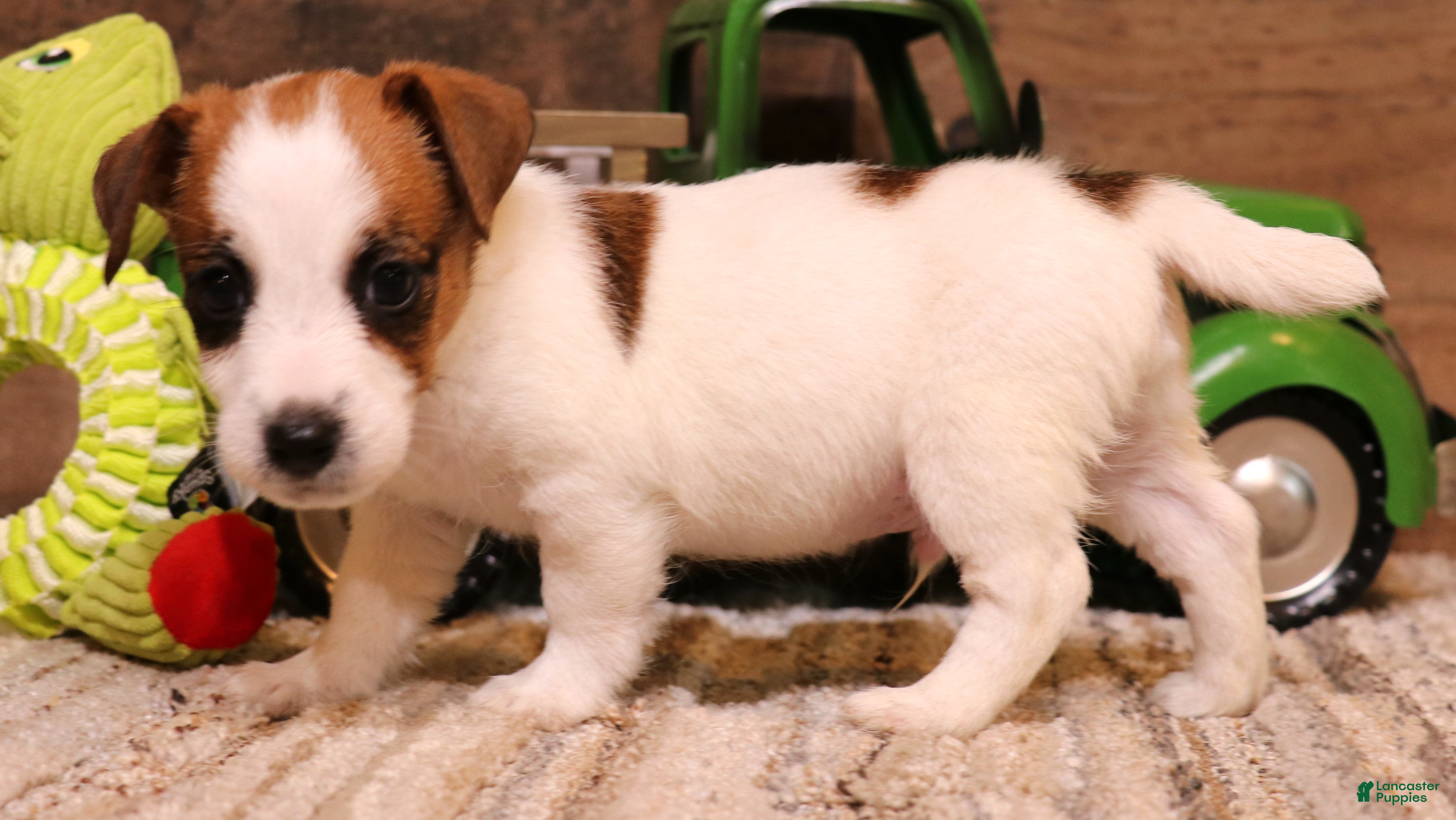 Jack Russell Terrier dogs Smith is white w/ tri markings - Ad 16