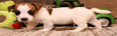 Smith is white w/ tri markings