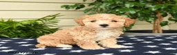 Bichpoo dogs for sale: Justin - Ad 1