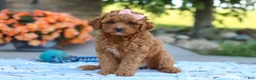 Cavapoo dogs for sale: Felecia - Ad 3
