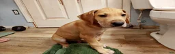 Great Dane dogs for sale: Great Dane 1 - Ad 2