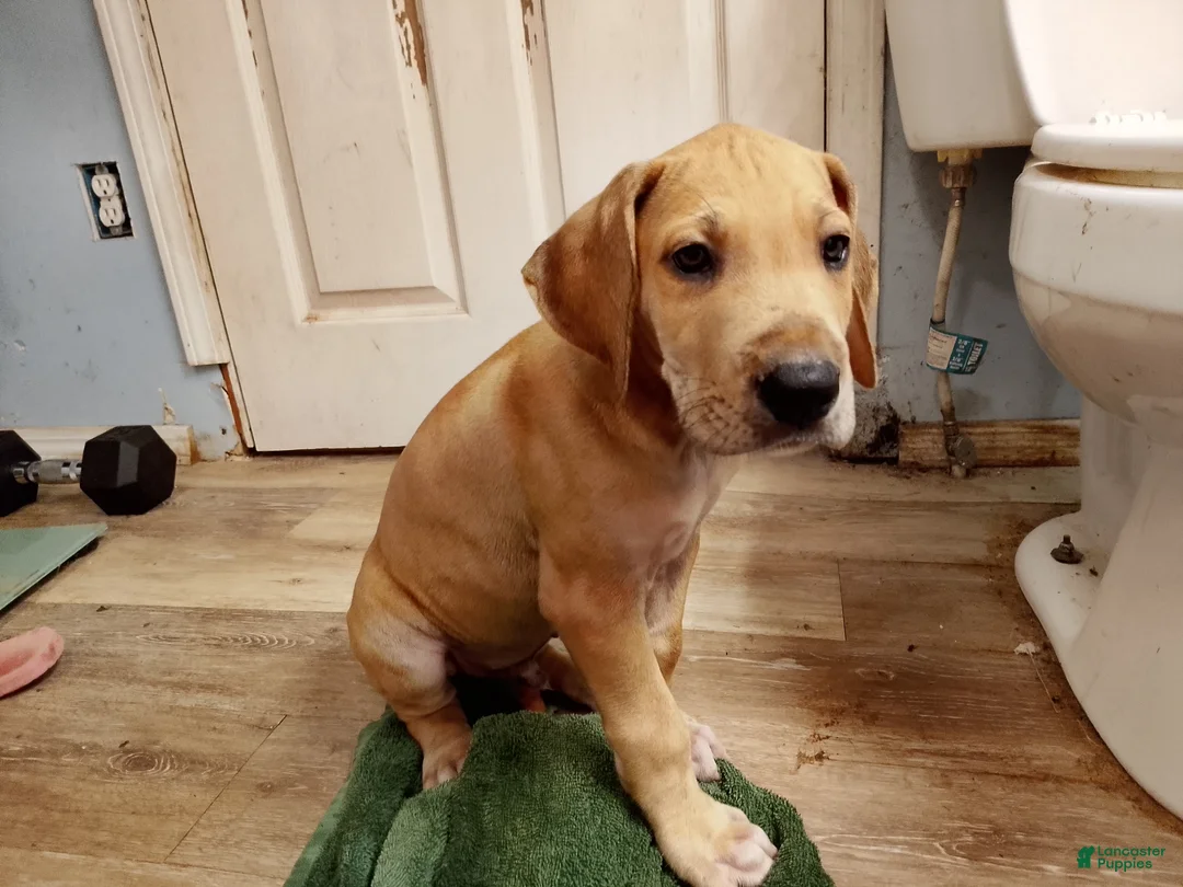 Great Dane dogs for sale: Great Dane 1 - Ad 2