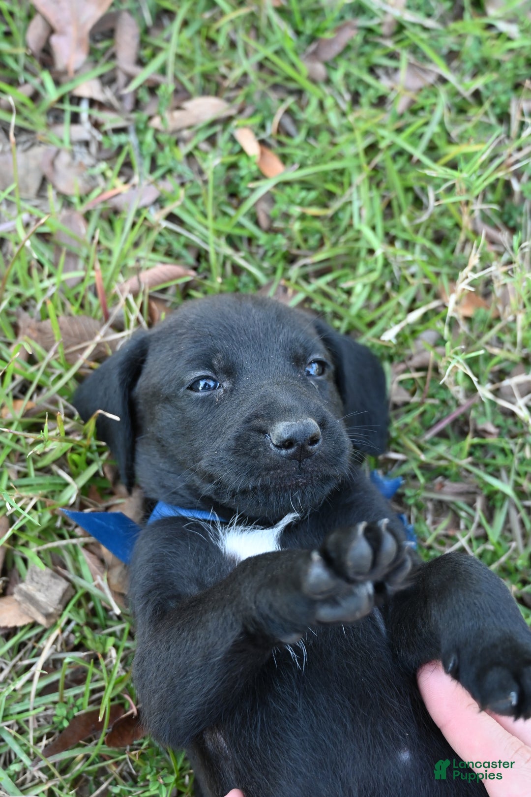 Mixed Breed dogs for sale: Puppy 8 - Ad 1