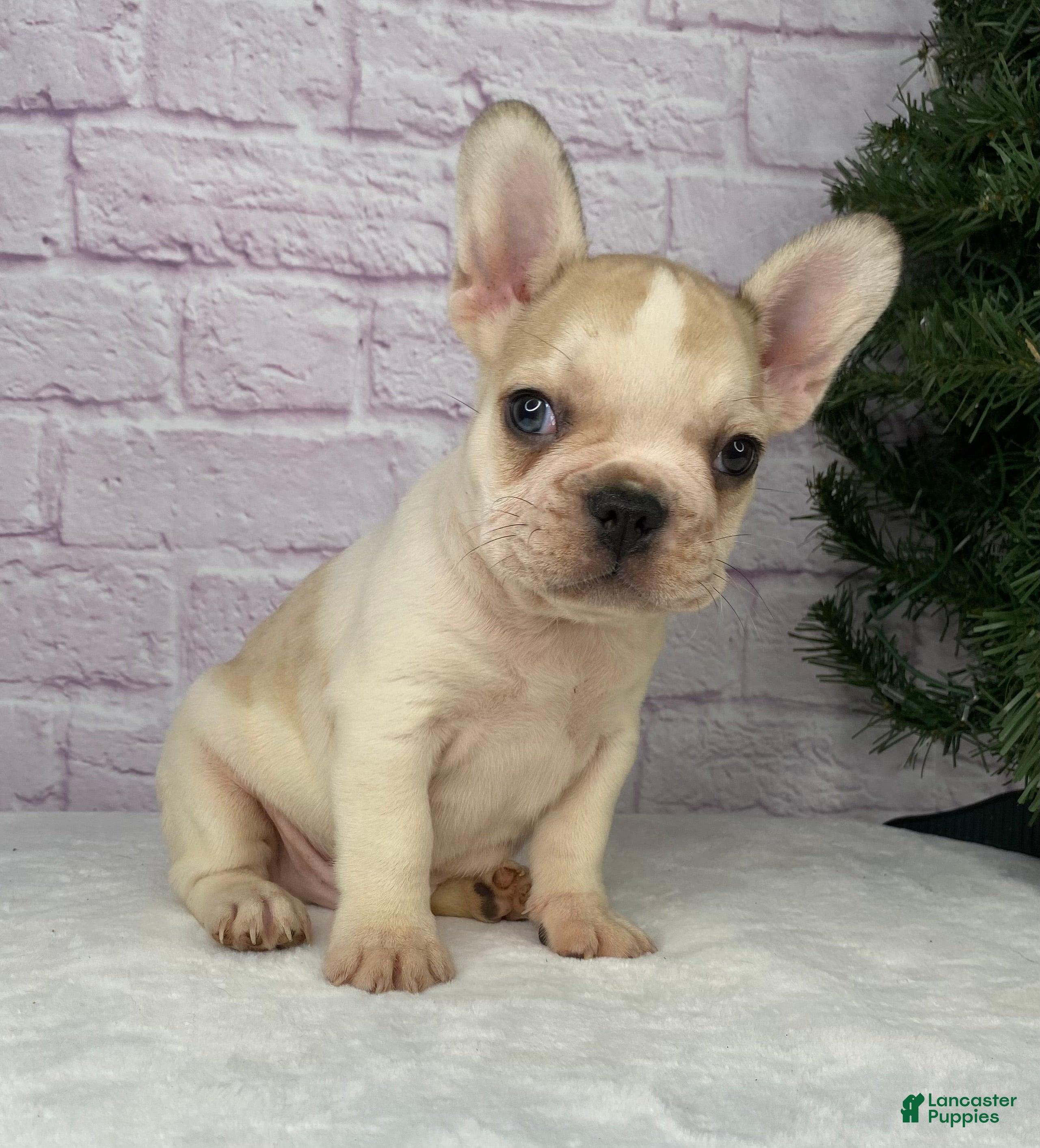 French Bulldog dogs Rambo  - Ad 2