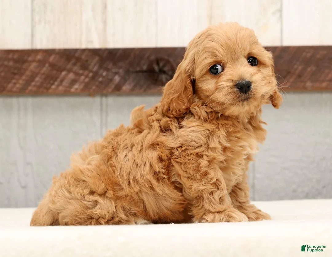 Cockapoo dogs for sale: Hosea - Ad 3