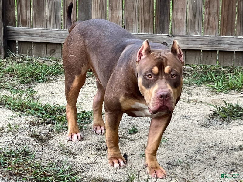 American Bully dogs for sale: American Bully 6 - Ad 2