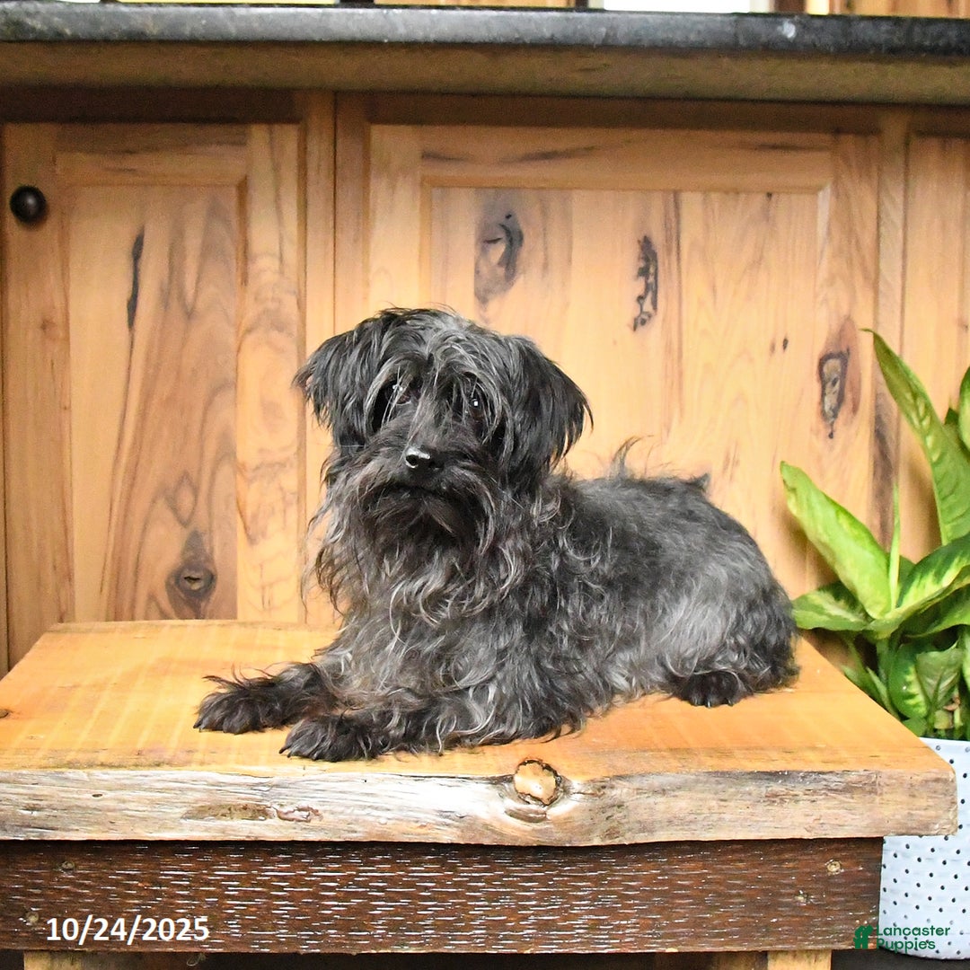 Yorkiepoo dogs for sale: Teddy - Ad 2