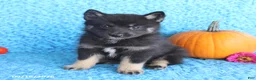 Pomsky dogs for sale: Teddy - Ad 3