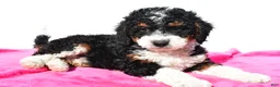 Mini Bernedoodle dogs for sale: Ashley - Ad 3