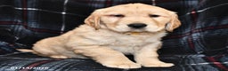Golden Retriever dogs for sale: Teresa - Ad 2