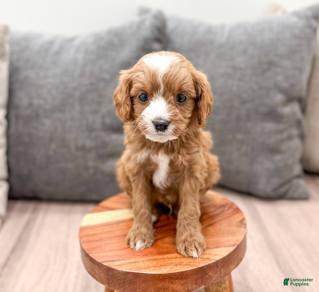 Cavapoo dogs for sale: Vixen - Ad 5