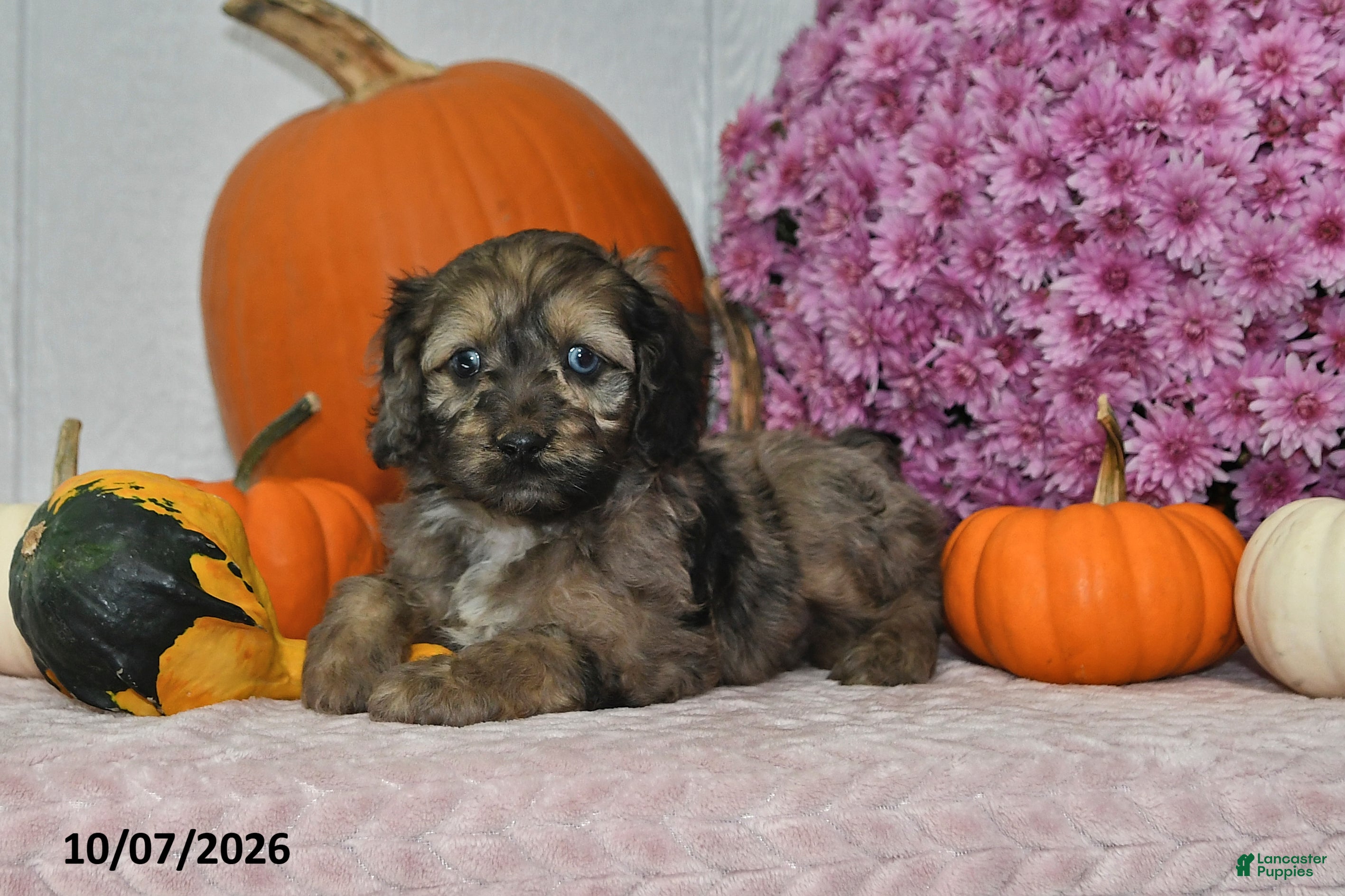 Cockapoo dogs Rusty - Ad 2