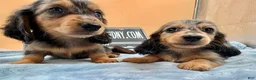 Miniature Dachshund dogs for sale: AKC GCH Frapp Russian  - Ad 4