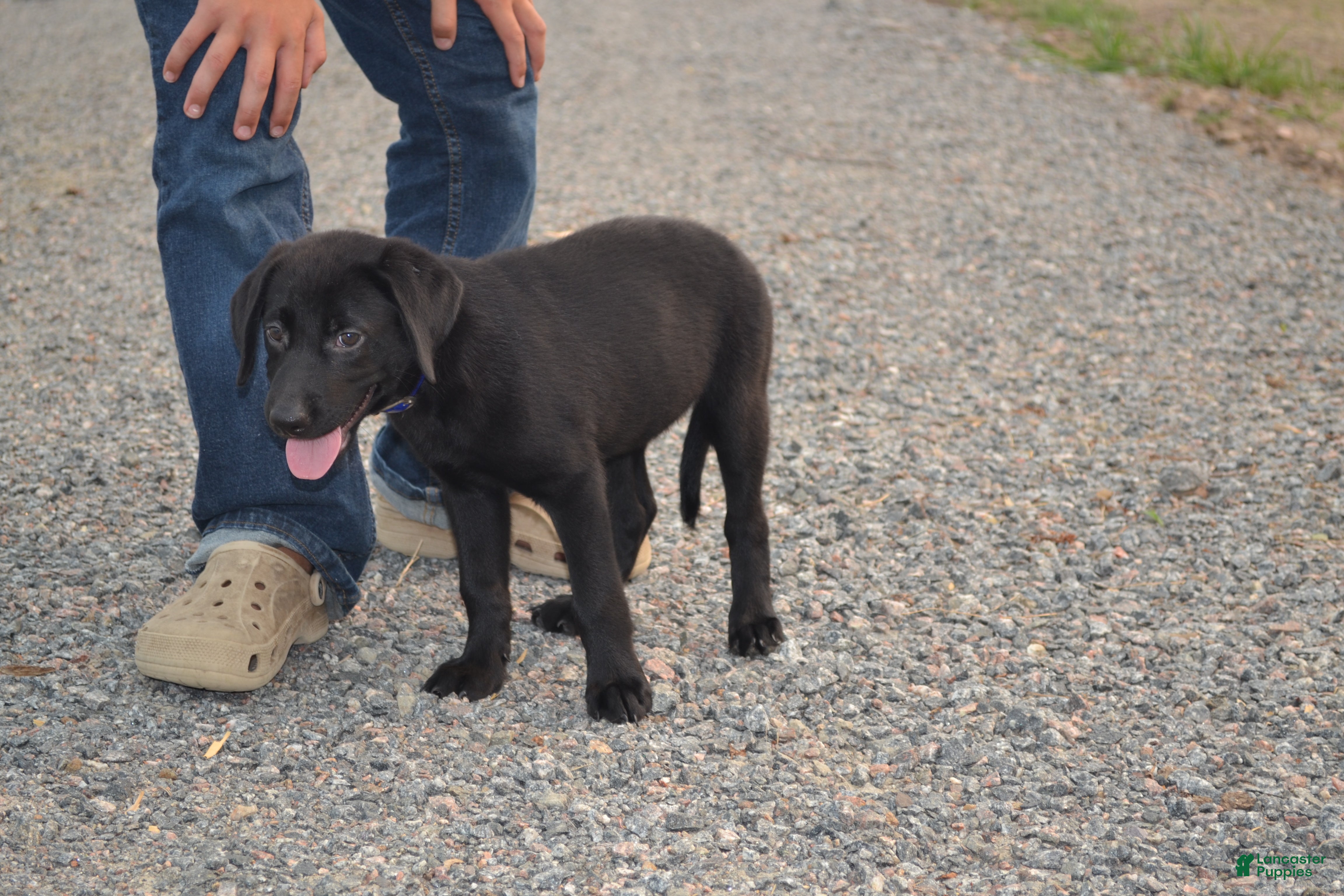 Labrador Retriever dogs Juniper - Ad 21
