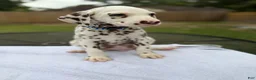 Dalmatian dogs for sale: Blue  - Ad 4