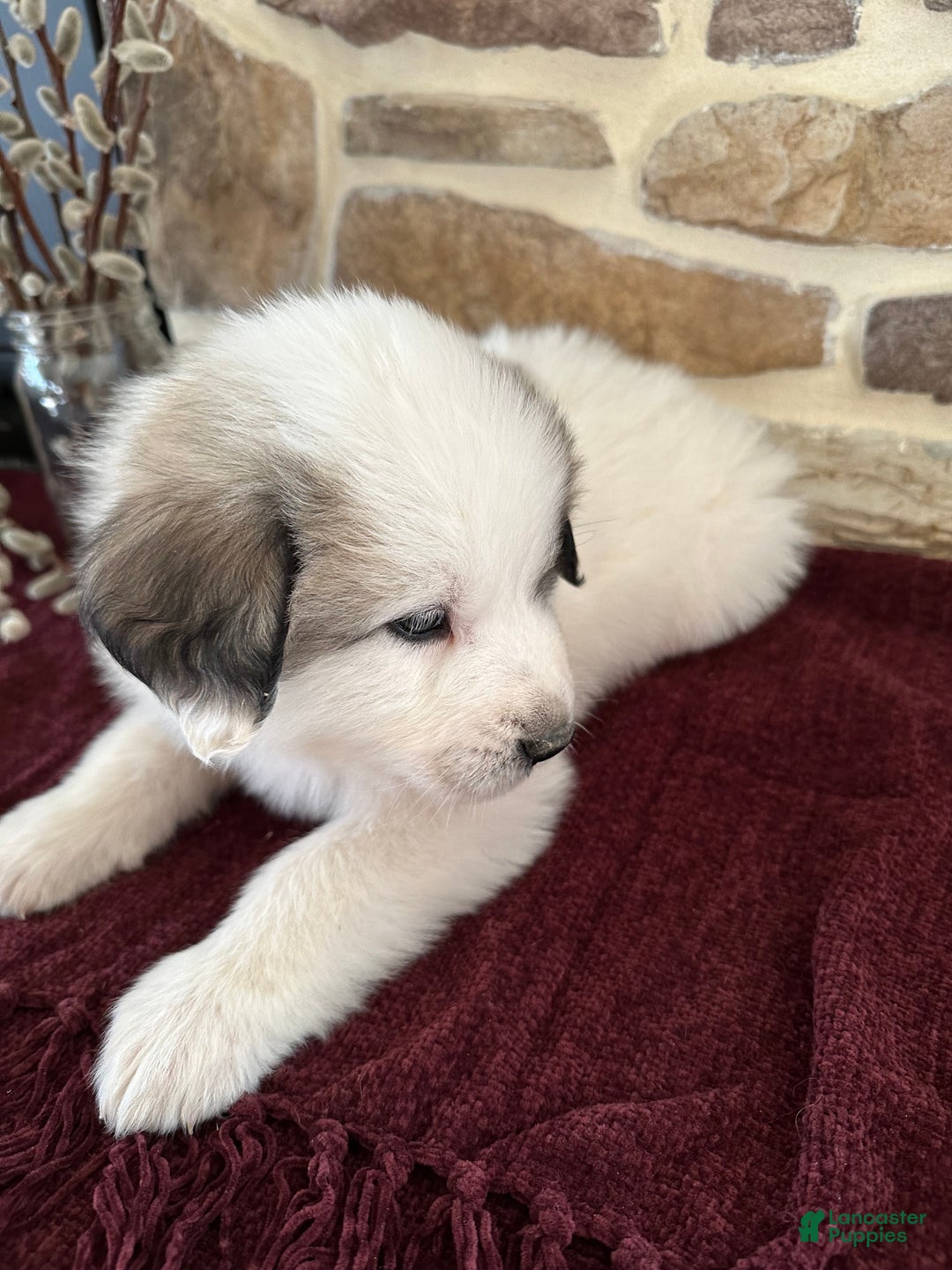 Great Pyrenees dogs for sale: AKC Avalanche - Ad 4