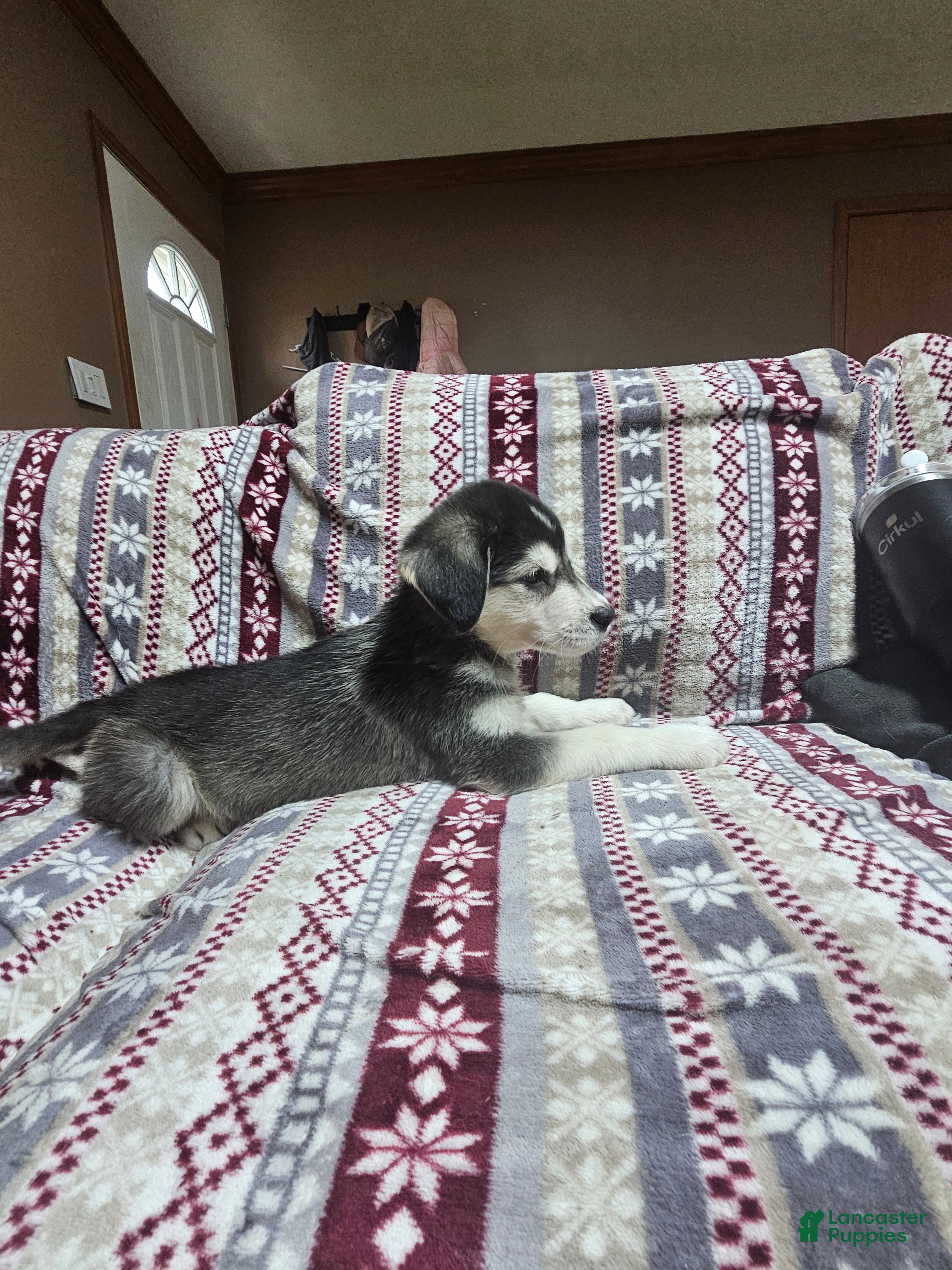 Mixed Breed dogs Mixed Breed Puppy 1 - Ad 8