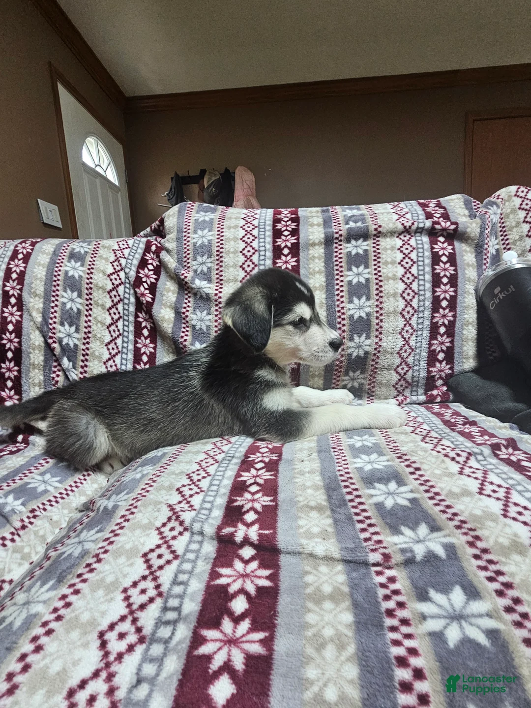 Mixed Breed dogs for sale: Mixed Breed Puppy 1 - Ad 1