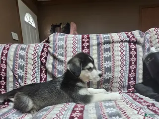 Mixed Breed dogs Mixed Breed Puppy 1 - Ad 8