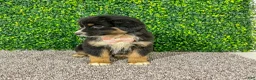 Miniature Australian Shepherd dogs for sale: Zelda - Ad 3