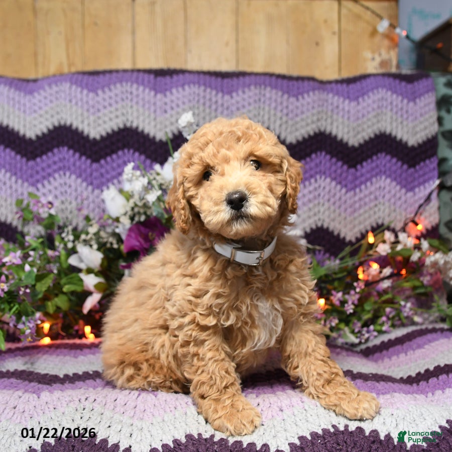 Mini Goldendoodle dogs Ivy - Ad 3