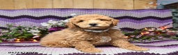 Mini Goldendoodle dogs for sale: Ivy - Ad 1