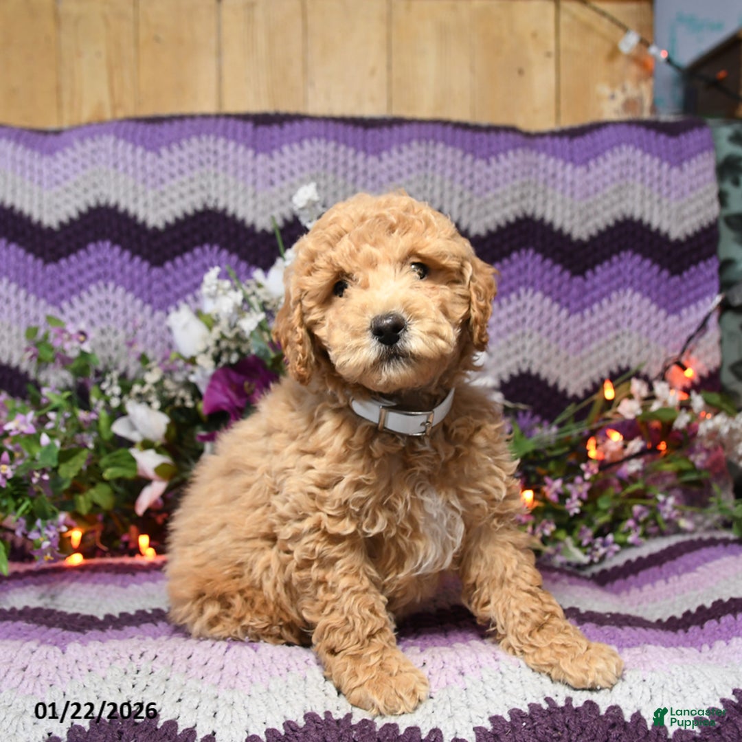 Mini Goldendoodle dogs for sale: Ivy - Ad 1