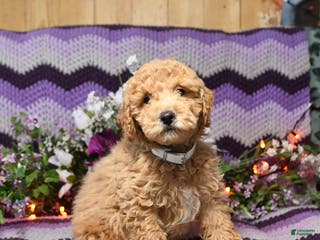 Mini Goldendoodle dogs Ivy - Ad 3