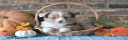 Miniature Australian Shepherd dogs for sale: Haven - Ad 5