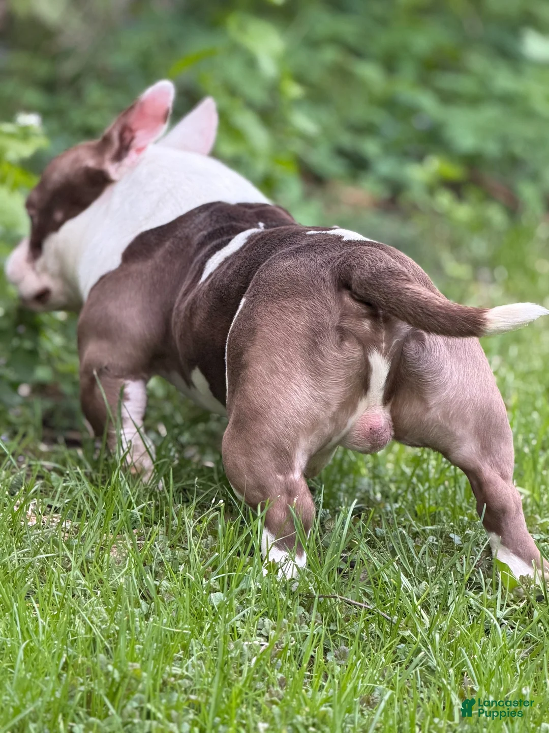 American Bully dogs for stud: APOLLO CREED 💦🧬 - Ad 2