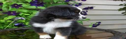 Miniature Australian Shepherd dogs for sale: Milo - Ad 5